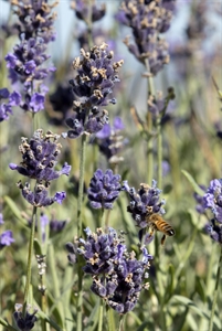 bees