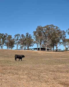field