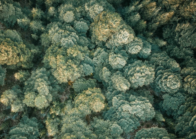Sustainable Travel After Coronavirus